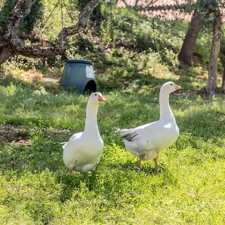 Bed and Breakfast L'Agrifoglio di Assisi Residenza di Campagna Esterno foto