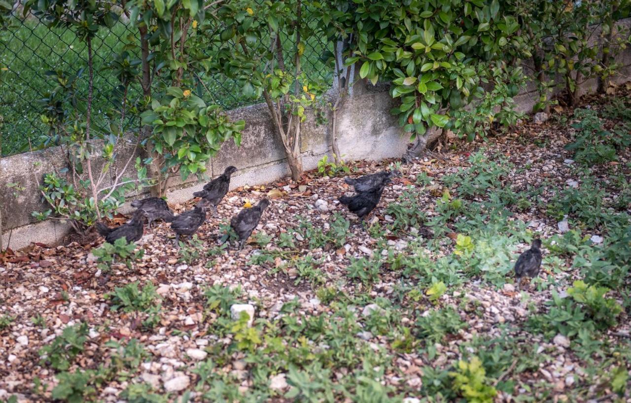 L'agrifoglio Di Residenza Di Campagna Bed & Breakfast Assisi